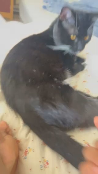 Boy Cat ?? in Allentown, Pennsylvania