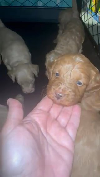 Mini Goldendoodles in Miami, Florida
