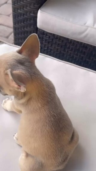 (Reserved) Lilac Fawn Female 11 Weeks in Orlando, Florida