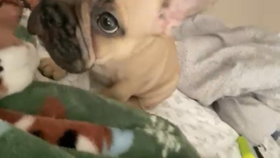 AKC French bulldog in Tampa, Florida