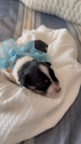AKC Lined Tri Parti Lark in Temple, Texas