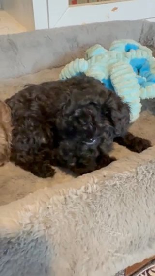 ESA Lines Mini Schnoodle Elvish in Temple, Texas