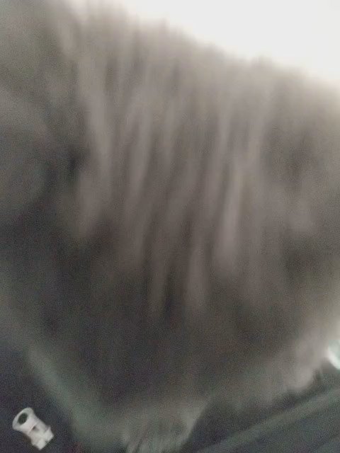 Free Kitten in Richmond, Virginia