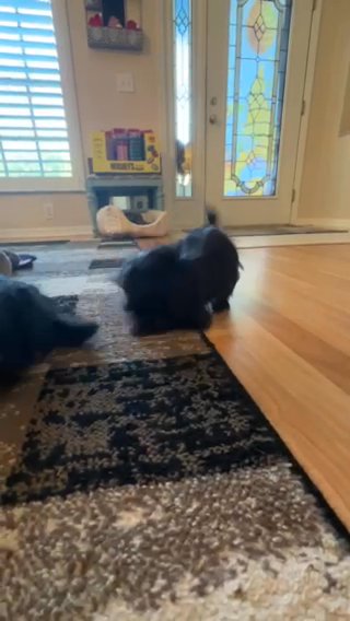 Morkies in Tampa, Florida