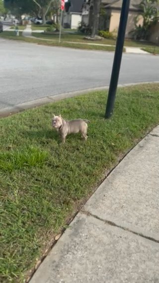 5 Month American Bully in Orlando, Florida