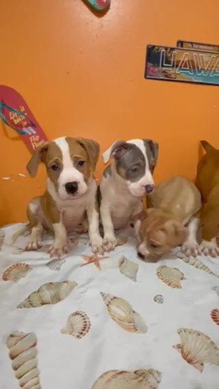 Last 4 American Bully Pups Available (Tri, Merle) in Tallahassee, Florida