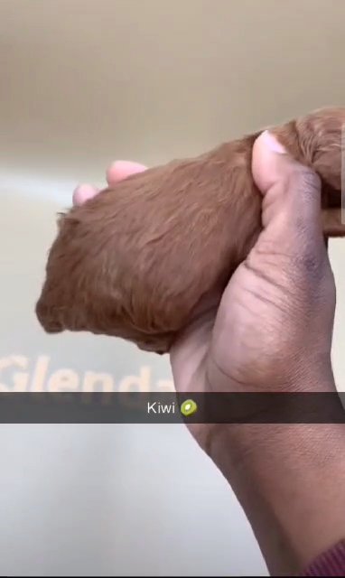 Mr. Kiwi Akc in Duluth, Georgia