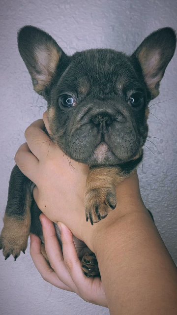 French bulldog puppies in Lakeland, Florida