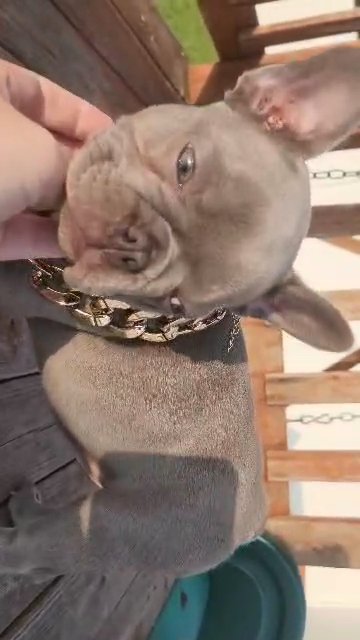 french bulldog in Lakeland, Florida