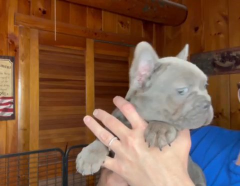 French Bulldog in Fairmont, West Virginia