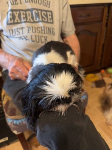 Mira Mommy Of My Shih tzu Puppies 6 Wks Old in York, Pennsylvania