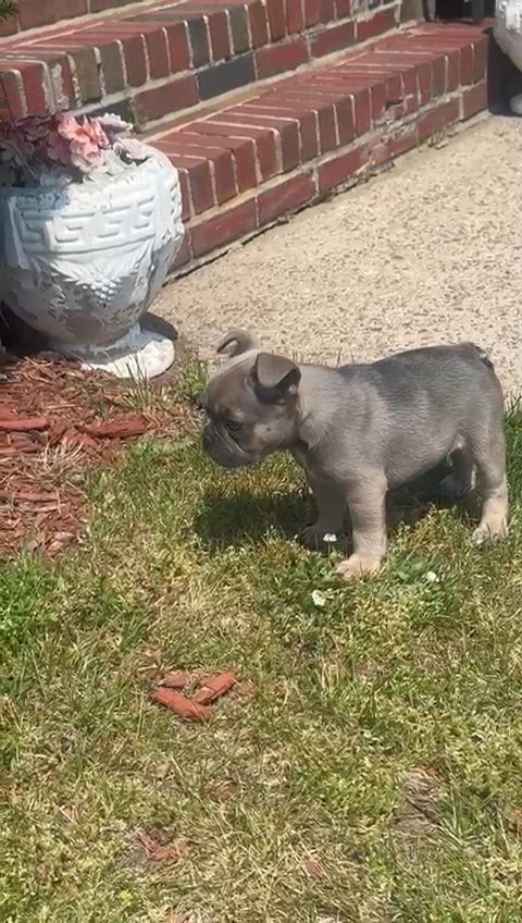 Frenchie in Garfield, New Jersey