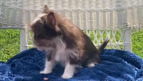 Chocolate Chorkie Male in Archdale, North Carolina