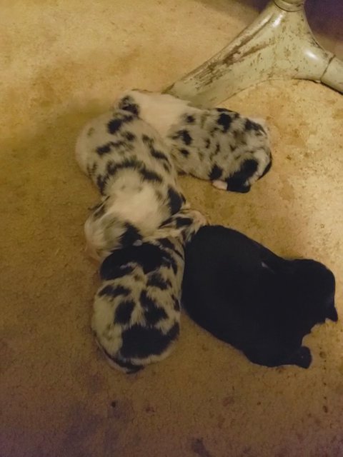 Australian Shepherd 2 left in Kansas City, Missouri