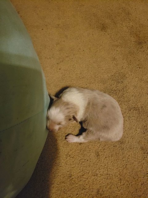 Toy Australian Shepherd Little in Kansas City, Missouri
