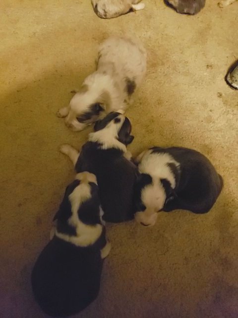 Miniature Aussies in Kansas City, Missouri