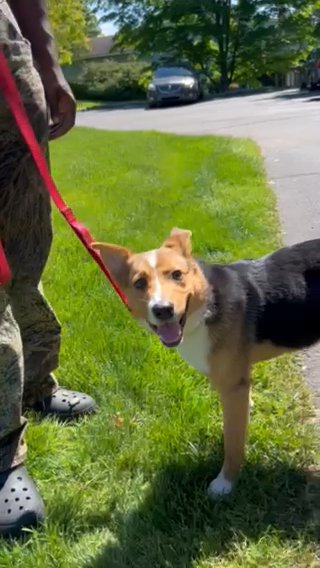 Australian Cattle Dog/ German in Grand Rapids, Michigan