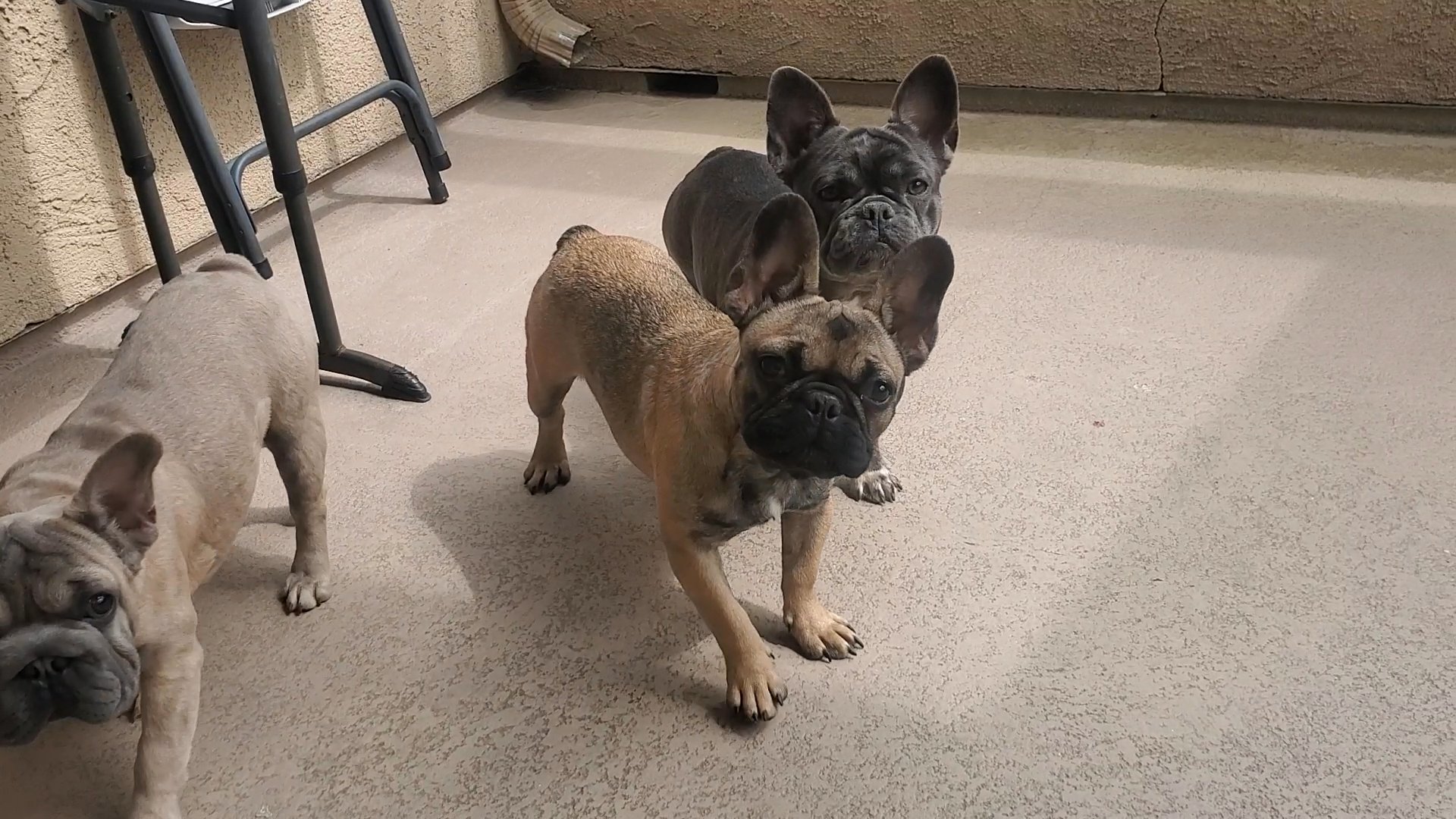 french bulldog in Rancho Cucamonga, California