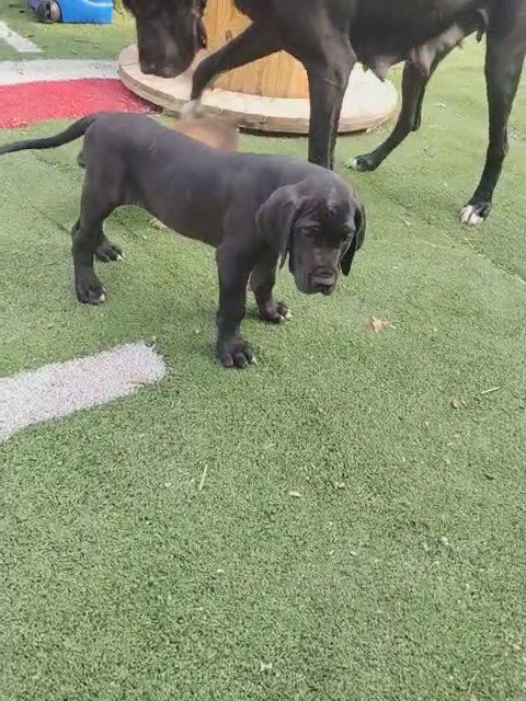 Precious Princess the Great Dane in Fort Worth, Texas