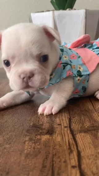 (SOLD) Platinum Female French Bulldog 6 Weeks Old in Orlando, Florida