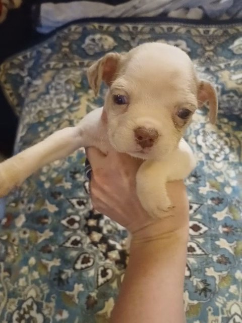 champagne merle French American Bulldog in Anniston, Alabama