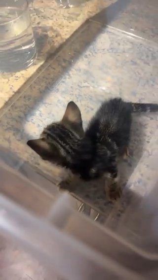 Baby Kitten in Orlando, Florida