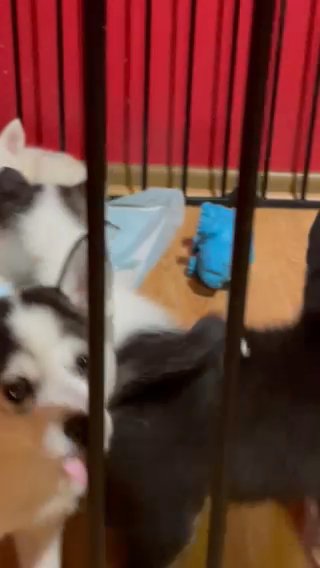 Pomsky Puppies in Chicago, Illinois