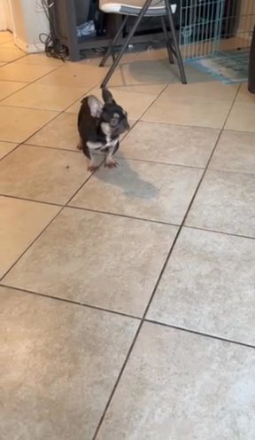 French Bulldog Pup 4/half Months Old in New York City, New York