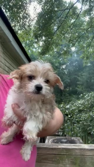 Akc Max in Sumter, South Carolina