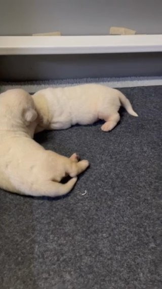 Labrador Retriever Puppies in Belleville, Illinois