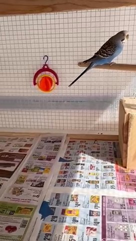 3 Parakeets ( Pick Up Only) in Easton, Pennsylvania