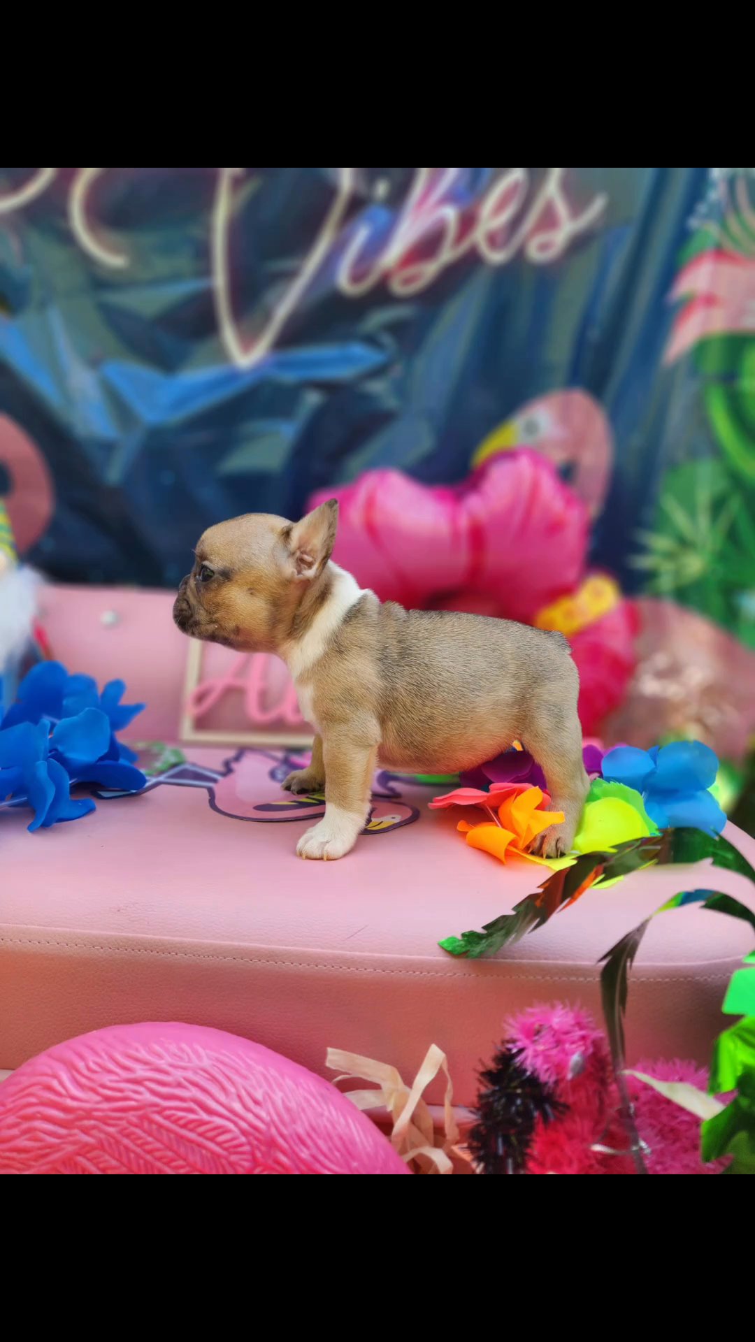French bulldog puppies in Homestead, Florida