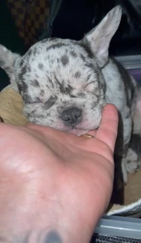 Blue And Tan Merle in Fort Lauderdale, Florida