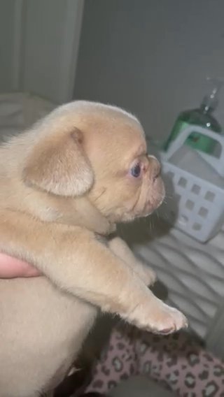 Isabella Frenchie in Fort Lauderdale, Florida