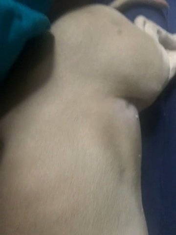Female Pit Puppy in New York City, New York