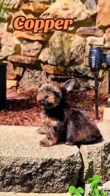 Copper- Yorkshire Terrier sold in Olive Branch, Mississippi