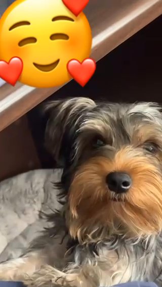 Yorkies in Columbia, South Carolina