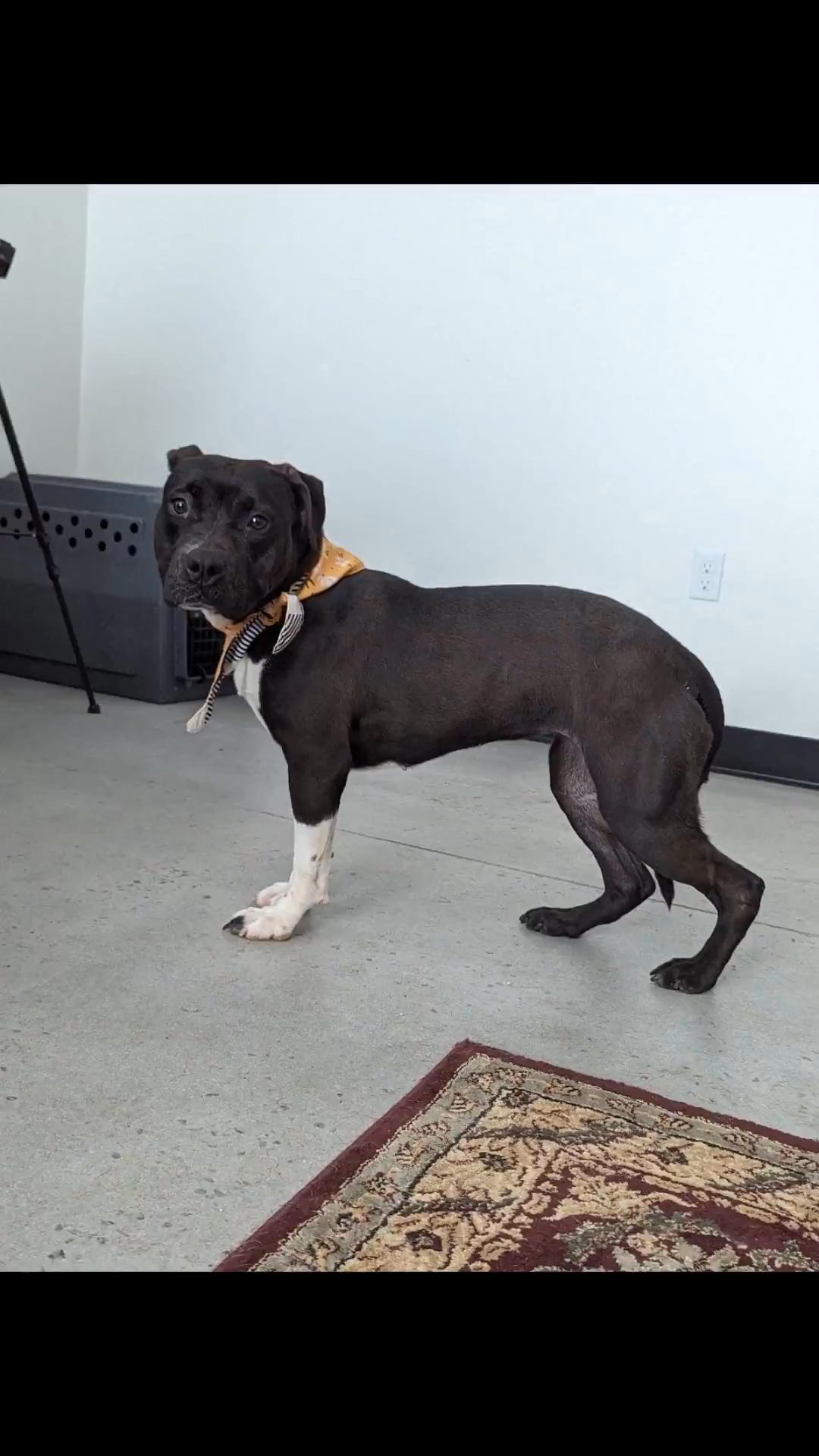 Meet Whitley in Knoxville, Tennessee