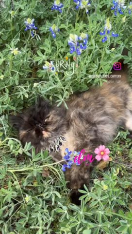 Beljapur Cattery Stunning tortie in Austin, Texas