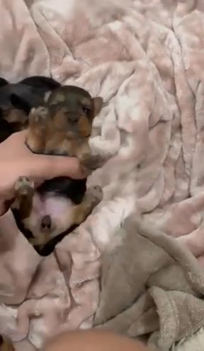 Yorkie Puppies in Palm Coast, Florida