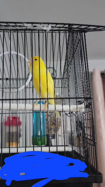 canary in Wethersfield (CDP), Connecticut