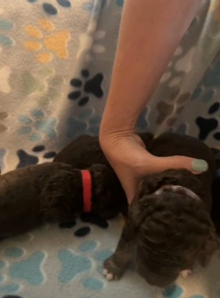 Standard GoldenDoodle Puppies in Searcy, Arkansas