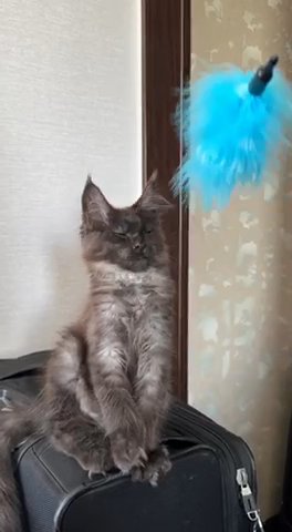 Maine Coons in Lake Stevens, Washington