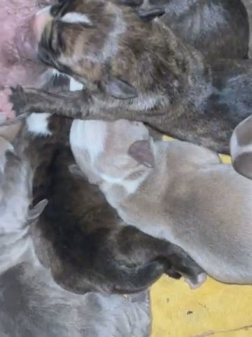 American bully # Contact ? in Lynchburg, Virginia