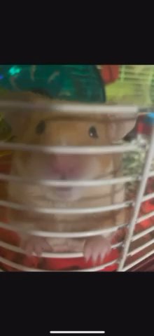 Syrian Hamster in Charlotte, North Carolina