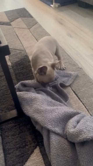 French Bulldog Puppies in Sunrise, Florida
