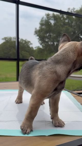 Sable Tri French Bulldog - GIRL $1,000 in Tampa, Florida