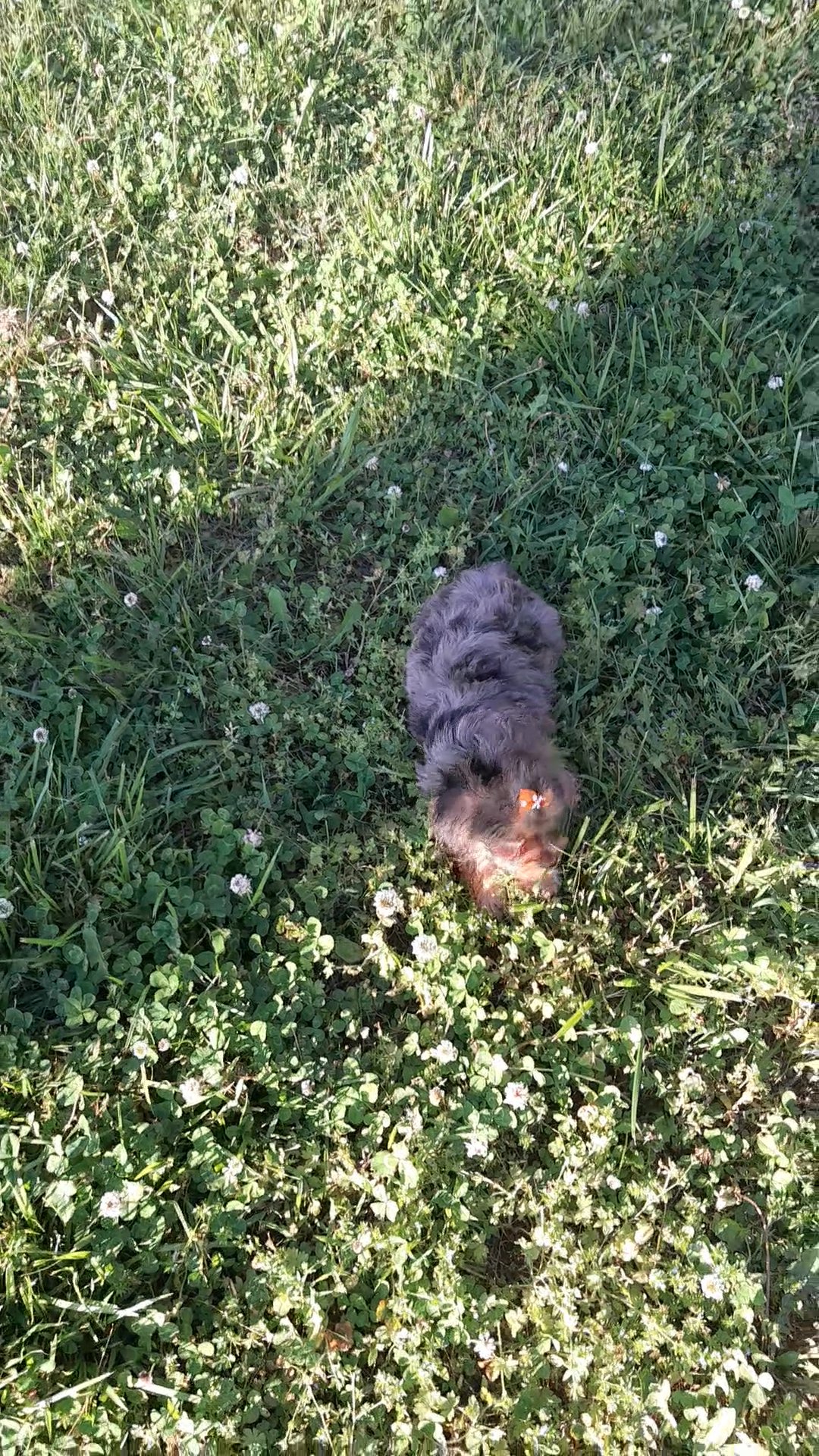 merle yorkipoo female in Charlotte, North Carolina