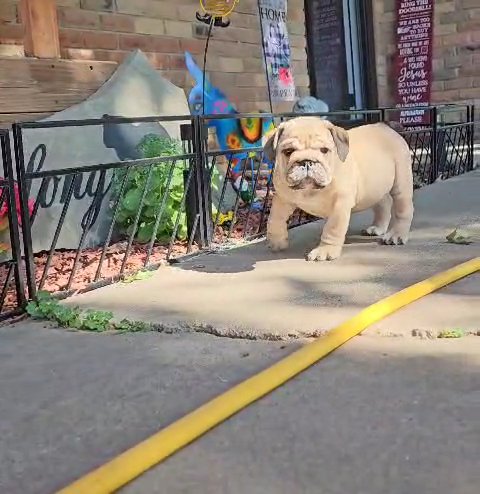 Iris ❤️Sable Female English Bulldog in Amarillo, Texas