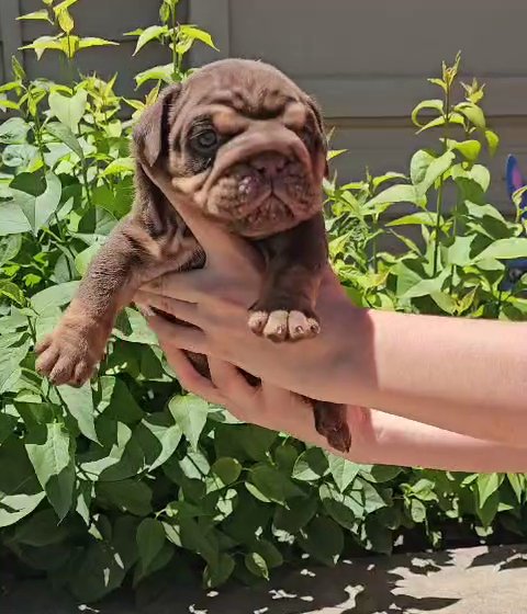 Hennessy ? Chocolate Trindle Male English Bulldog in Amarillo, Texas